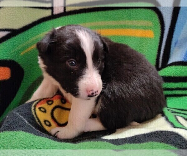 Medium Photo #5 Border Collie Puppy For Sale in NORBORNE, MO, USA