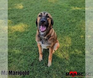Anatolian Shepherd-Mountain Cur Mix Dogs for adoption in Maryville, TN, USA