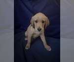 Small Photo #5 Golden Retriever Puppy For Sale in SAN FERNANDO, CA, USA