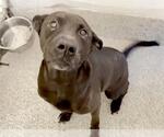 Small #1 Labrador Retriever