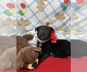 Labrador Retriever-Unknown Mix Dogs for adoption in Hillsboro, MO, USA