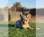 Small French Bulldog