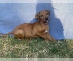 Small Photo #54 Rhodesian Ridgeback Puppy For Sale in KELLER, TX, USA