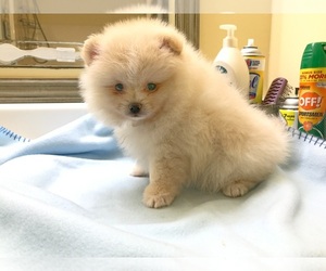 Zuchon Puppy for sale in DAWSONVILLE, GA, USA