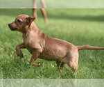 Small #9 Chiweenie