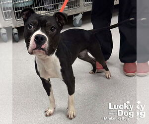 Lil Bit - Female Mutt Dog for Adoption - Photo #3