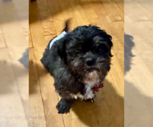 Chewy - Male Shih Tzu Dog for Adoption - Photo #2