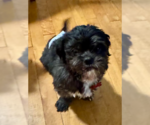 Small Photo #2 Shih Tzu Puppy For Sale in San Diego, CA, USA