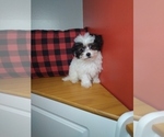 Small Photo #1 Poodle (Miniature)-ShihPoo Mix Puppy For Sale in INDIANAPOLIS, IN, USA