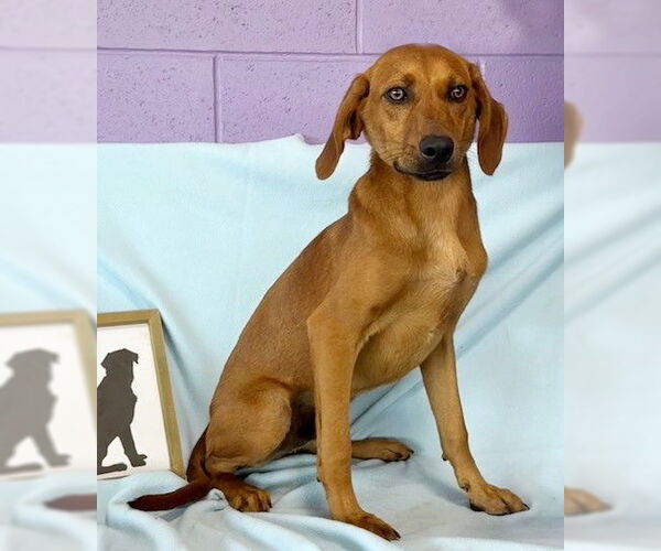 Medium Photo #3 Redbone Coonhound-Unknown Mix Puppy For Sale in Genesee, WI, USA