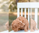 Small Photo #7 Goldendoodle (Miniature) Puppy For Sale in ASH GROVE, MO, USA