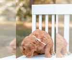 Small #6 Goldendoodle (Miniature)