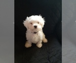 Puppy 4 Maltese
