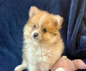 Pomeranian Dogs for adoption in RICHMOND, MI, USA