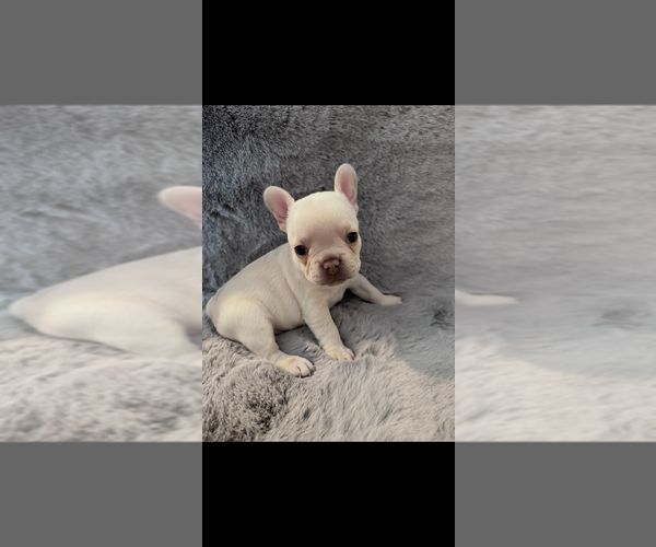 Medium Photo #1 French Bulldog Puppy For Sale in NORTH VERNON, IN, USA