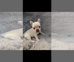 Small Photo #1 French Bulldog Puppy For Sale in NORTH VERNON, IN, USA