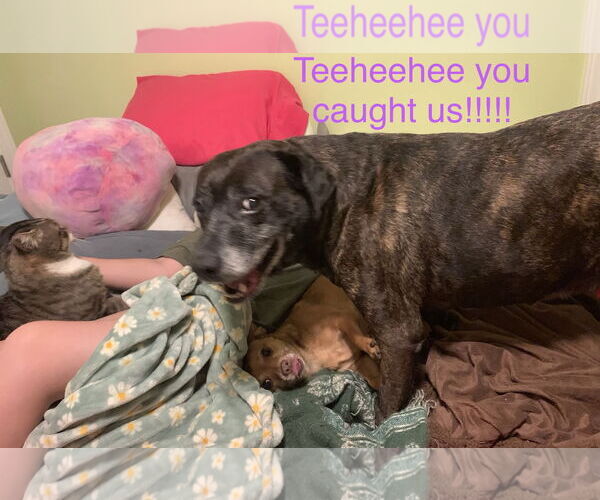 Medium Photo #2 Mutt Puppy For Sale in Holly Springs, NC, USA