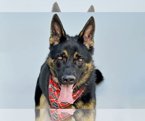 Medium Photo #1 German Shepherd Dog Puppy For Sale in Pasadena, CA, USA