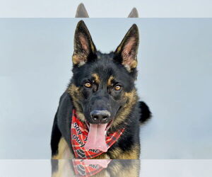 Medium German Shepherd Dog