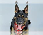 Small German Shepherd Dog