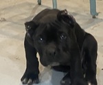 Small Cane Corso