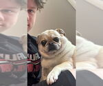 Small #3 Pug