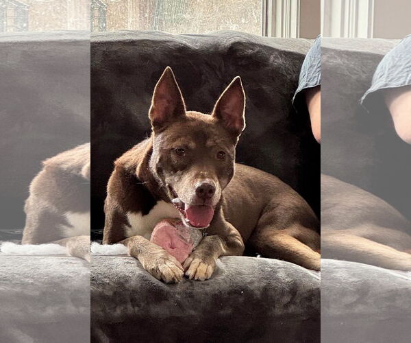 Medium Photo #3 Siberian Husky-Unknown Mix Puppy For Sale in Germantown, OH, USA