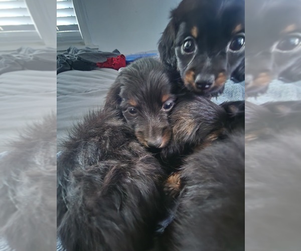 Medium Photo #9 Dachshund Puppy For Sale in DETROIT, MI, USA