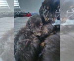Small #8 Dachshund