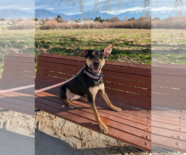 Medium Photo #8 Rottweiler-Unknown Mix Puppy For Sale in Sandy, UT, USA