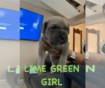 Puppy Lime green Cane Corso