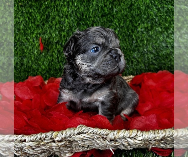Medium Photo #1 French Bulldog Puppy For Sale in SPRINGFIELD, MO, USA