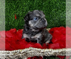 French Bulldog Puppy for sale in SPRINGFIELD, MO, USA