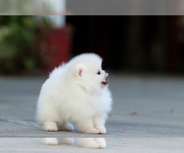 Medium Photo #8 Pomeranian Puppy For Sale in CINCINNATI, OH, USA