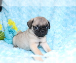 Small Photo #1 Pug Puppy For Sale in SHILOH, OH, USA