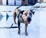 Small #2 Catahoula Leopard Dog Mix
