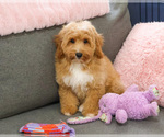 Small Goldendoodle mix (+ Poodle Miniature)