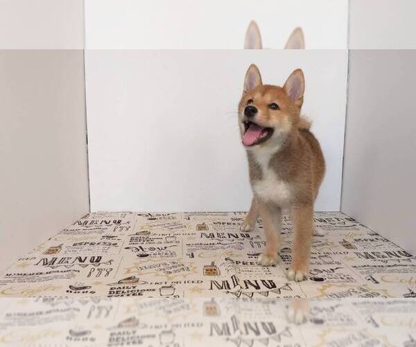 Medium Photo #3 Shiba Inu Puppy For Sale in SAN DIEGO, CA, USA