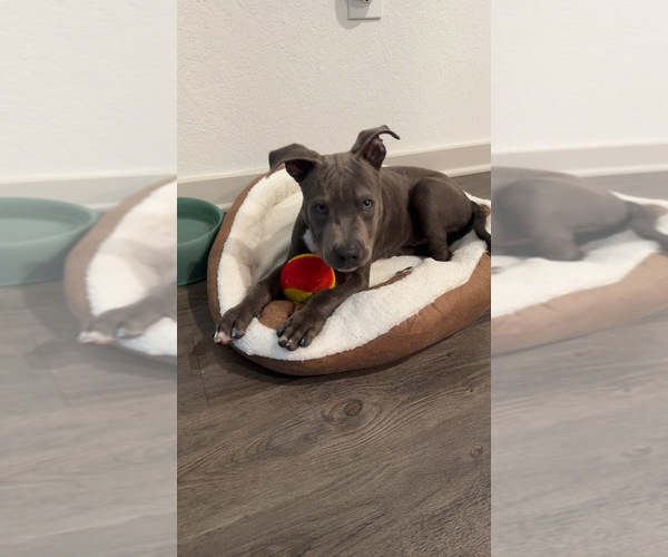 Medium Photo #1 American Pit Bull Terrier Puppy For Sale in DELTONA, FL, USA