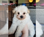 Small Photo #5 Pom-A-Nauze Puppy For Sale in CANBY, OR, USA