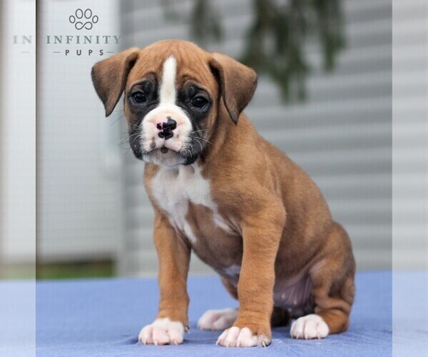 Medium Photo #1 Boxer Puppy For Sale in NEW HOLLAND, PA, USA
