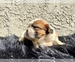 Small #8 Shih Tzu