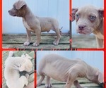 Small Photo #3 American Bully Puppy For Sale in TRENTON, NJ, USA