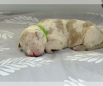 Small Photo #6 American Bully Puppy For Sale in DICKINSON, TX, USA
