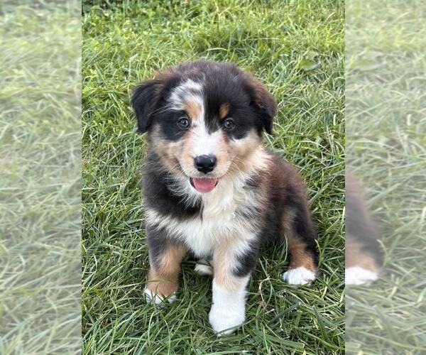 Medium Photo #1 Australian Shepherd Puppy For Sale in JEROMESVILLE, OH, USA