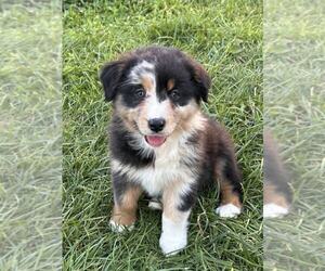 Australian Shepherd Puppy for sale in JEROMESVILLE, OH, USA
