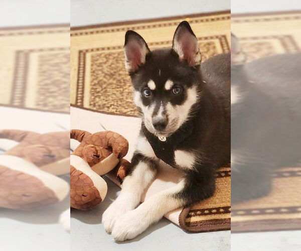 Medium Photo #3 Huskies -Unknown Mix Puppy For Sale in Genesee, WI, USA