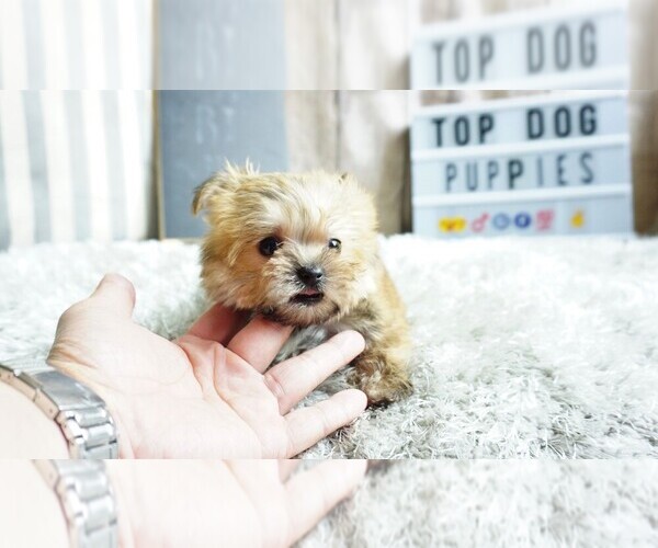 Medium Photo #4 Yorkshire Terrier Puppy For Sale in FULLERTON, CA, USA