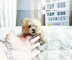 Small Photo #4 Yorkshire Terrier Puppy For Sale in FULLERTON, CA, USA