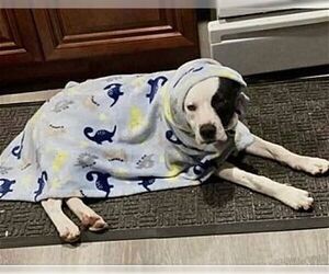 American Pit Bull Terrier-Border Collie Mix Dogs for adoption in Dana Point, CA, USA